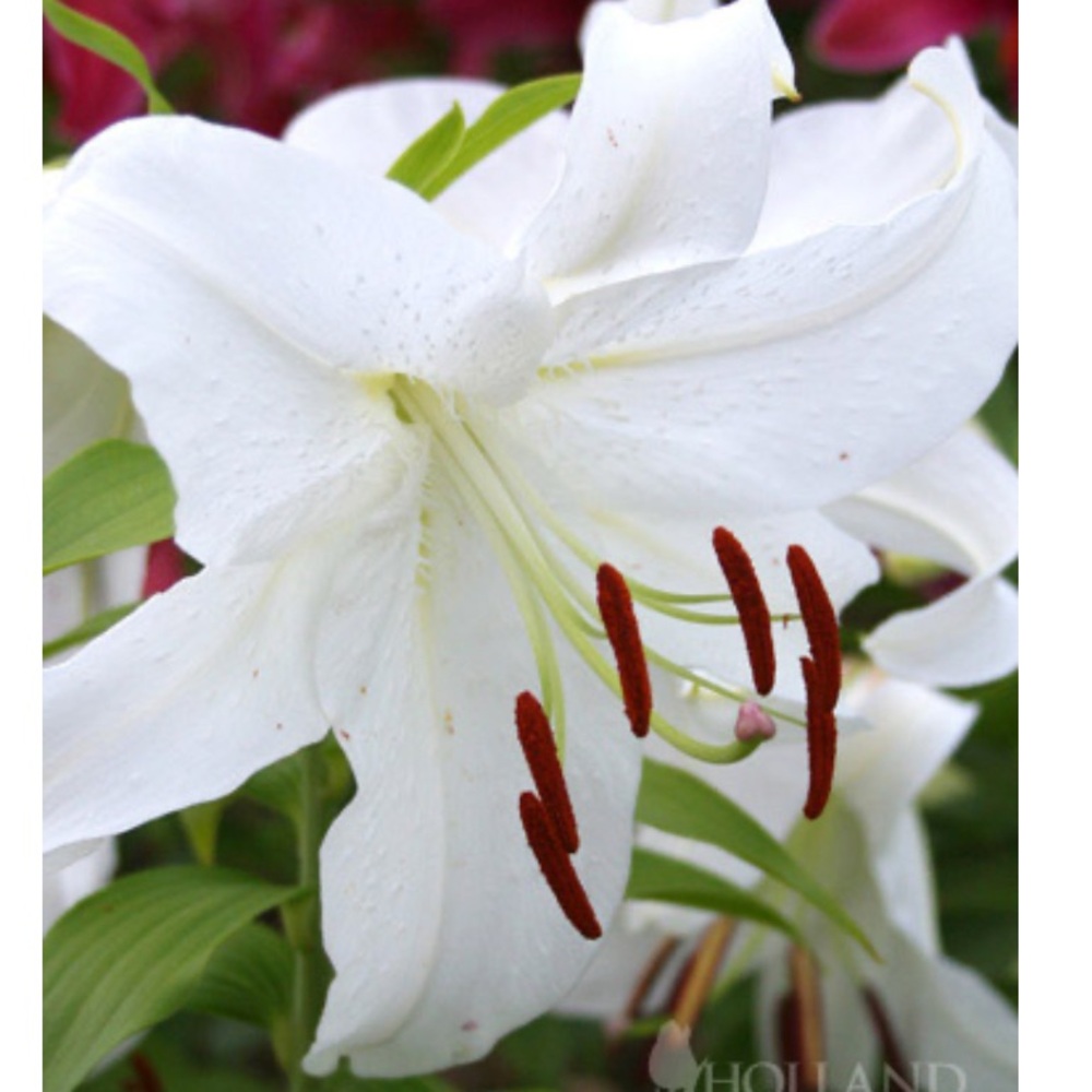 🧡 MOVING CLOSET  to @crisoria 🧡